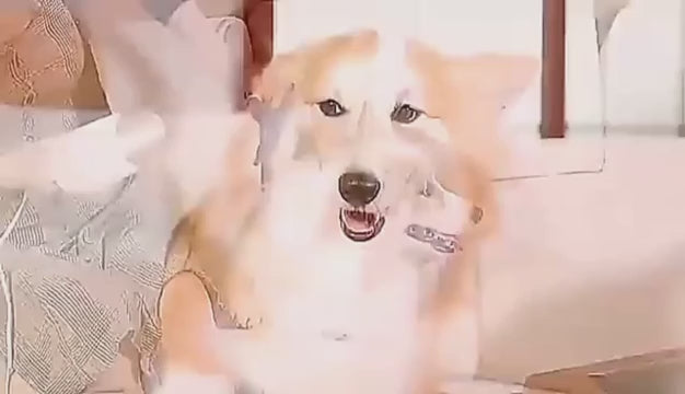 Cepillo Secador para Perros y Gatos - Aseo Rápido y Eficaz